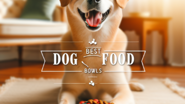 Best Dog Food Bowls