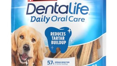 Best Chew for Dog Teeth