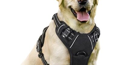 Best Dog Harness