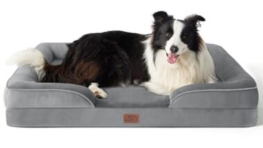 Best Large Dog Bed