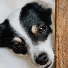 Leak-Proof Dog Poop Bags: Essential for Hassle-Free Walks