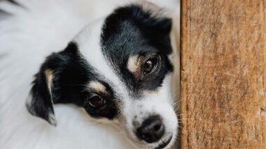 Leak-Proof Dog Poop Bags: Essential for Hassle-Free Walks