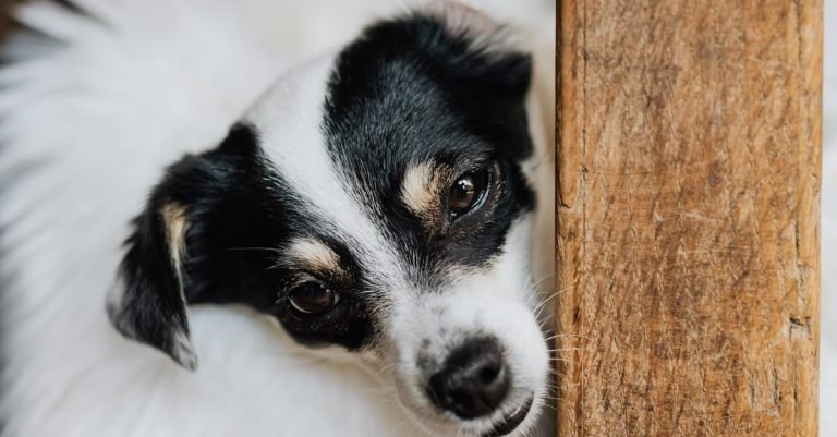 Leak-Proof Dog Poop Bags: Essential for Hassle-Free Walks