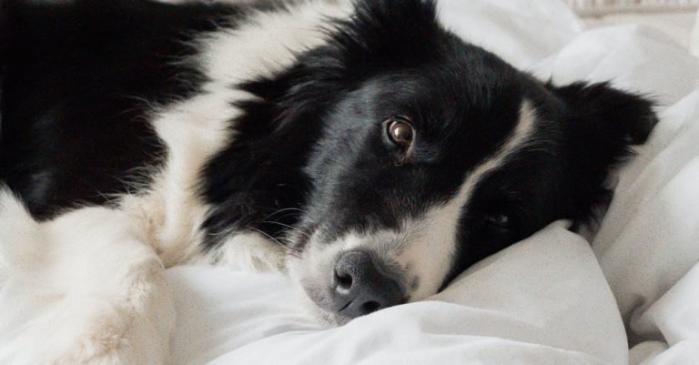 Dental Chews for Small Dogs: Clean Teeth, Fresh Breath