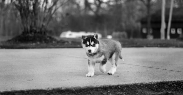 Dog Food for Sensitive Stomachs: Gentle and Nutritious