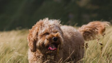 High Protein Dog Food for Active Dogs