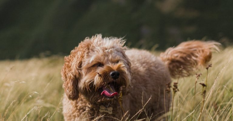 High Protein Dog Food for Active Dogs