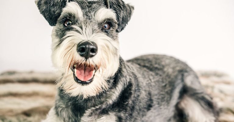 Fast-Acting Flea Treatment for Dogs: Keep Pests Away