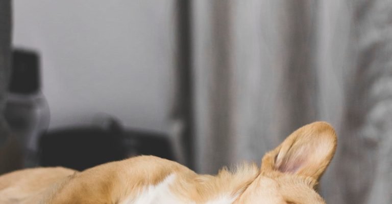 Wet Dog Food Variety Pack for Balanced Nutrition