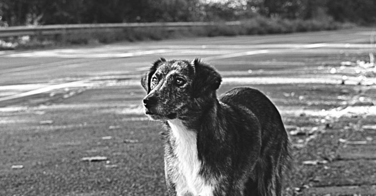 Hip & Joint Supplements for Active, Healthy Dogs