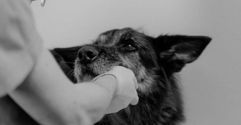 Dental Chews for Dogs: Freshen Breath and Keep Teeth Clean