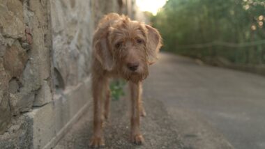 Dog Ear Wipes for Healthy, Clean Ears