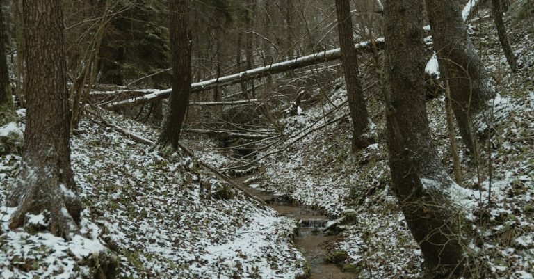 Male Dog Diapers for Secure, Leakproof Protection
