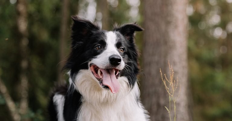 Dog Digestion Supplements: Improve Gut Health and Nutrition