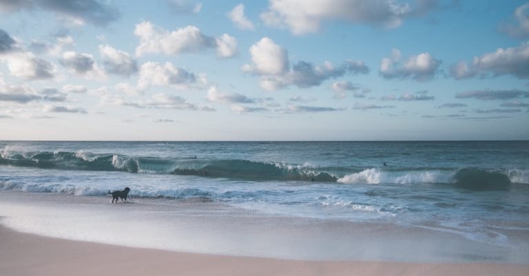 Dog Dental Treats for Oral Health and Fresh Breath