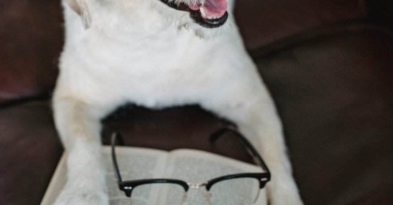 Best Training Treats for Dogs: Boost Your Training Routine