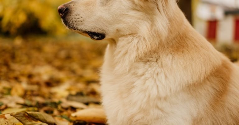 Anal Gland Support for Dogs: Say Goodbye to Scooting
