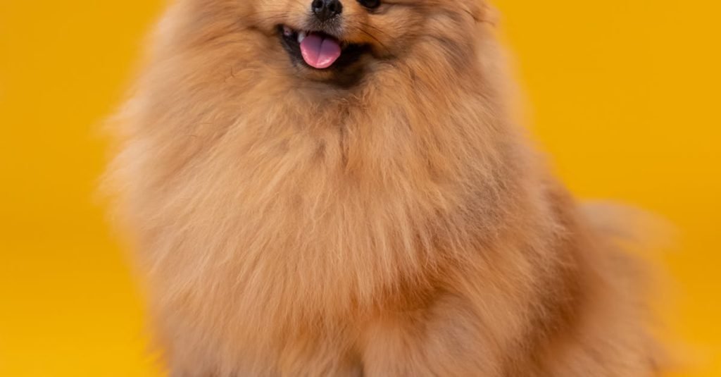 Classic Dog Treats Dogs Love: Perfect for Rewards