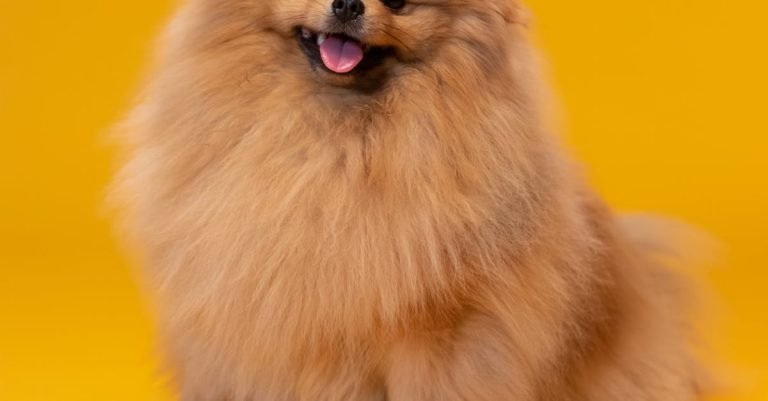 Classic Dog Treats Dogs Love: Perfect for Rewards