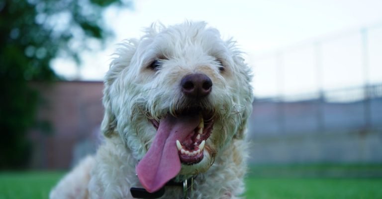 Dog Probiotics: Boost Your Pet's Digestive Health