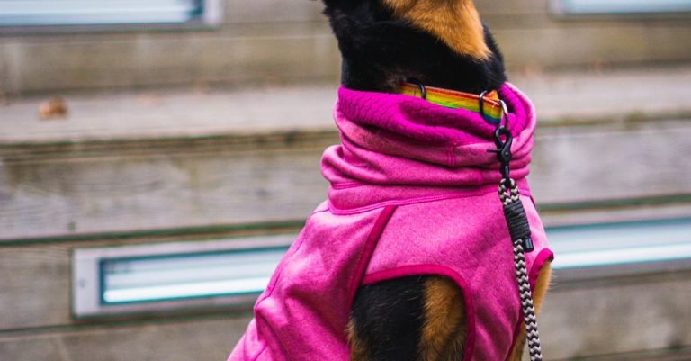 Dog Probiotics Supplement: Digestive and Immune Health