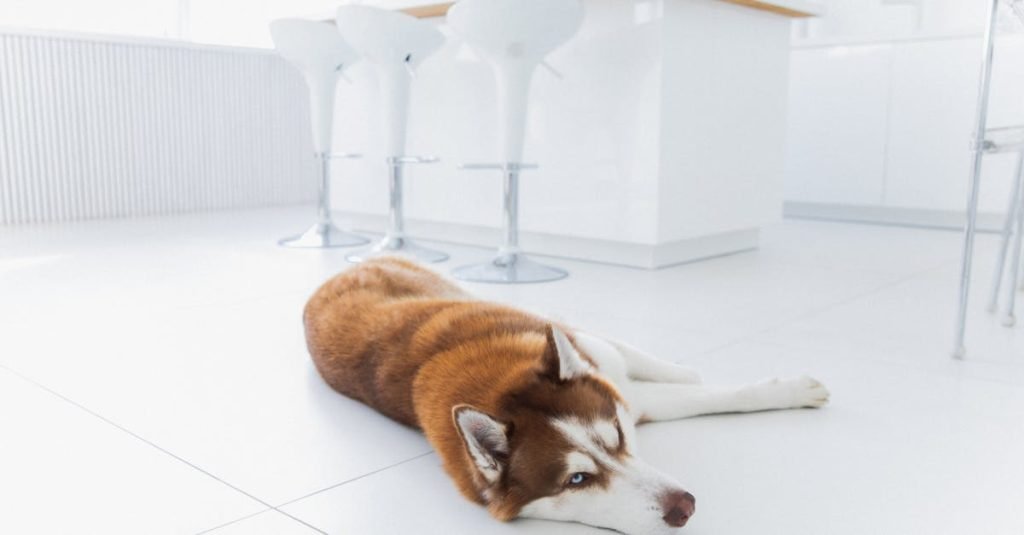 Sensitive Skin Dog Food for Healthier Coats