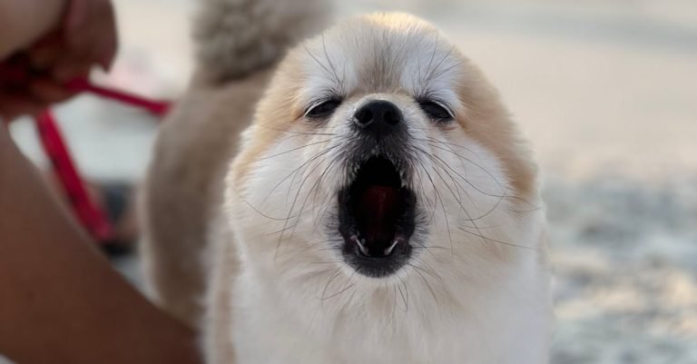 Allergy Relief for Dogs: Help Stop the Itch