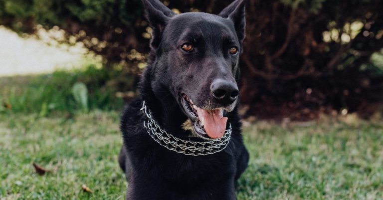 Rawhide Dog Chews: Long-Lasting Treats for Dogs